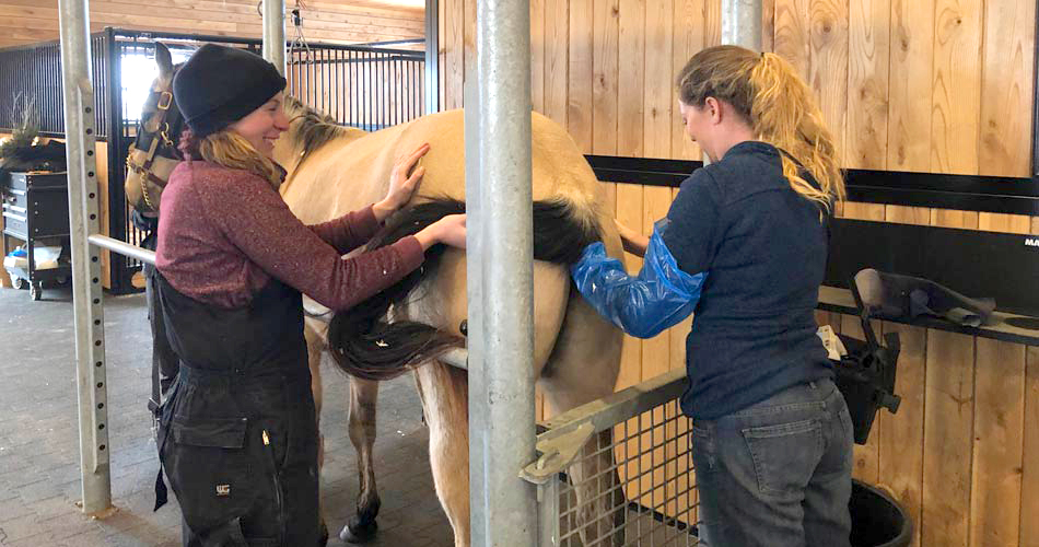 Equine Endoscopy